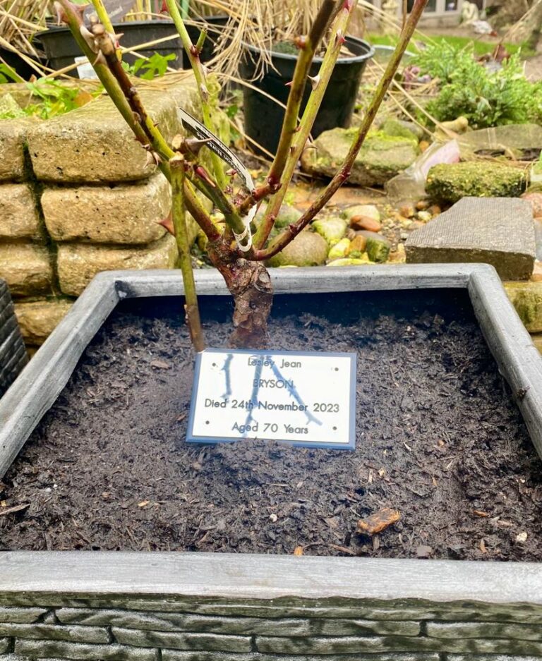 Leslies Dream Rose 768x937