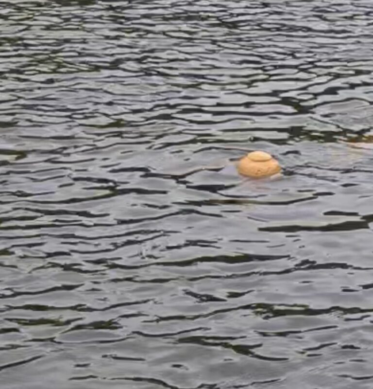 1000008787 768x800