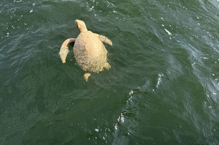 turtle in water 1 768x510