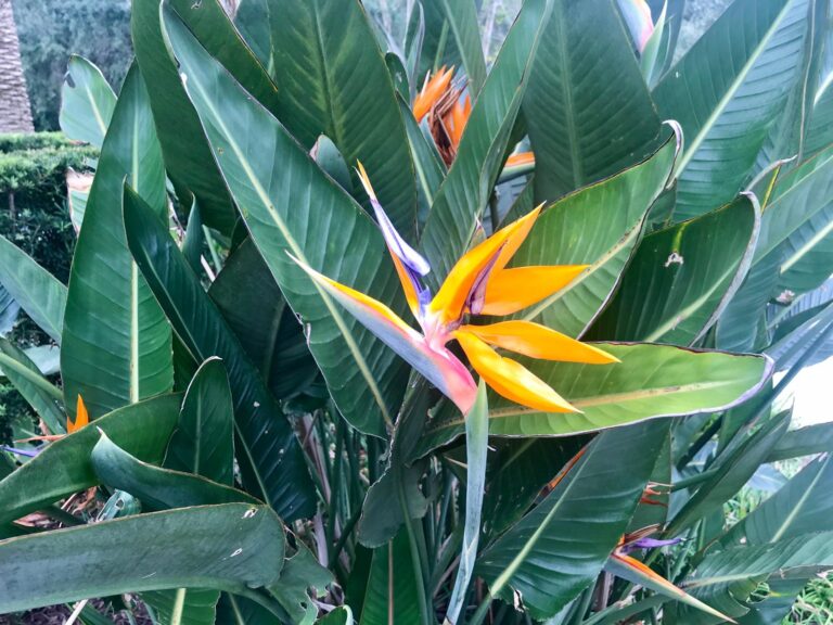 Bird of Paradise taken by Stuart at Celebration Florida - his favourite flower