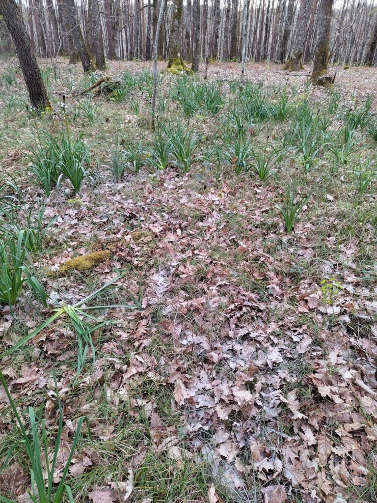 IMG 20260331 1847439382 768x1024